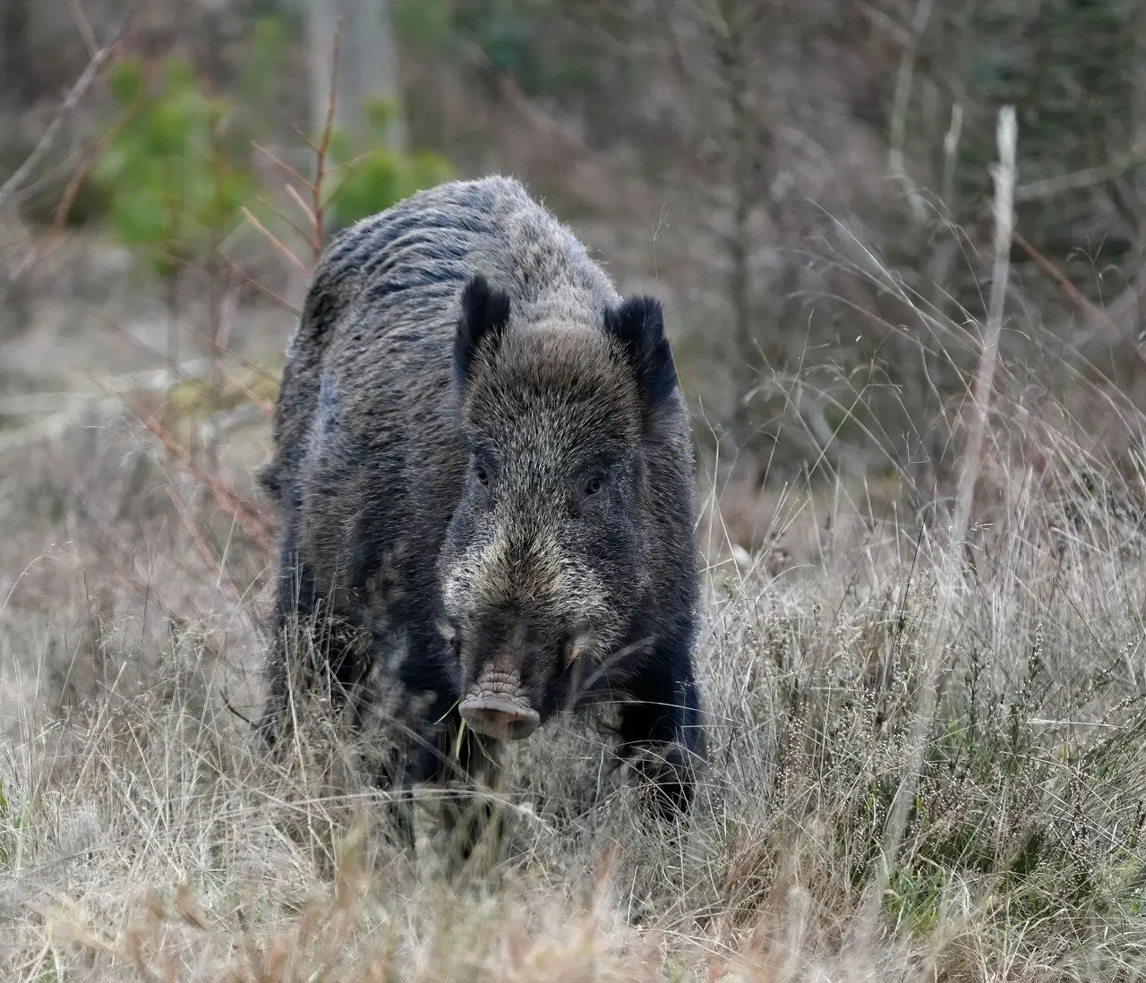 wild boar, boar, animal, nature, mammal, forest, pig, wild